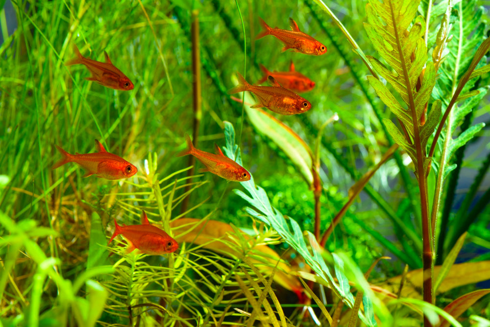 ember tetras in planted tank