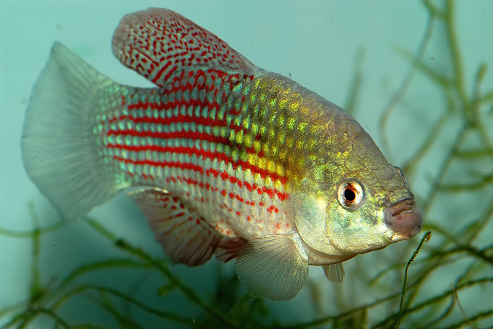 featured image - flagfish