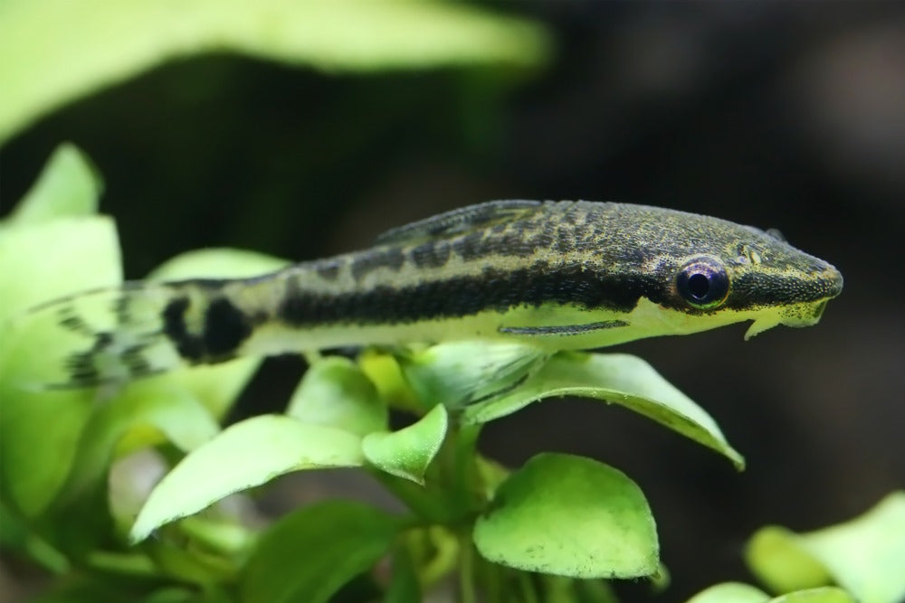 Otocinclus perching on an aquarium plant