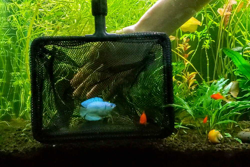 powder blue dwarf gourami in Aquarium Co-Op fish net