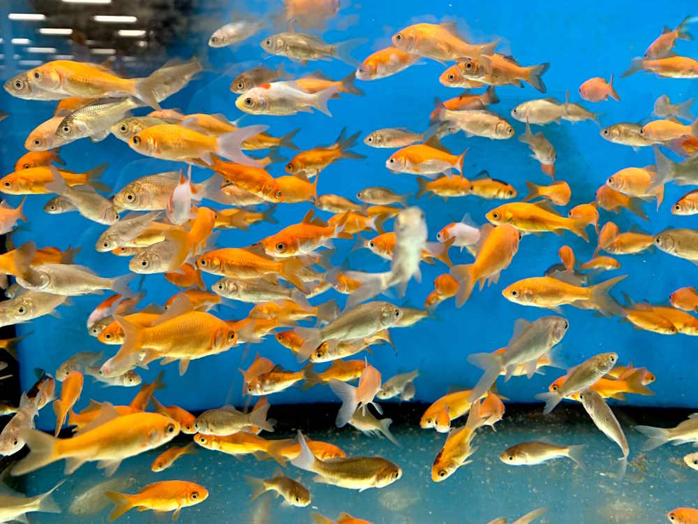 feeder goldfish