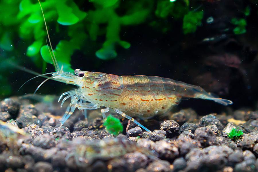 female amano shrimp