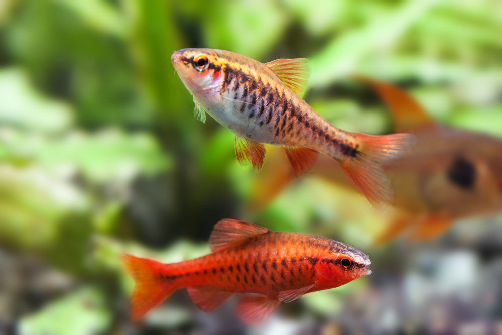 female and male cherry barb