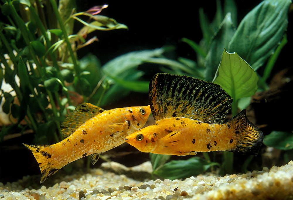 female and male sailfin mollies