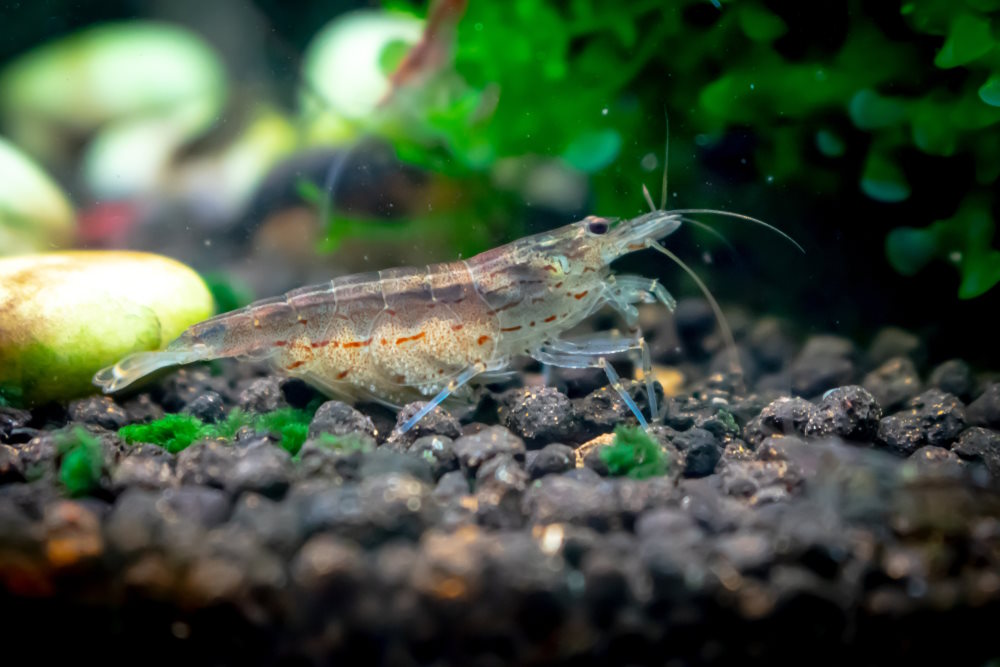 female berried amano shrimp