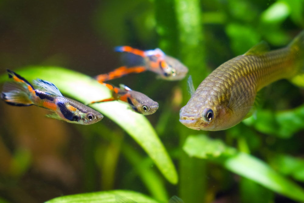 female endler surrounded by male endlers