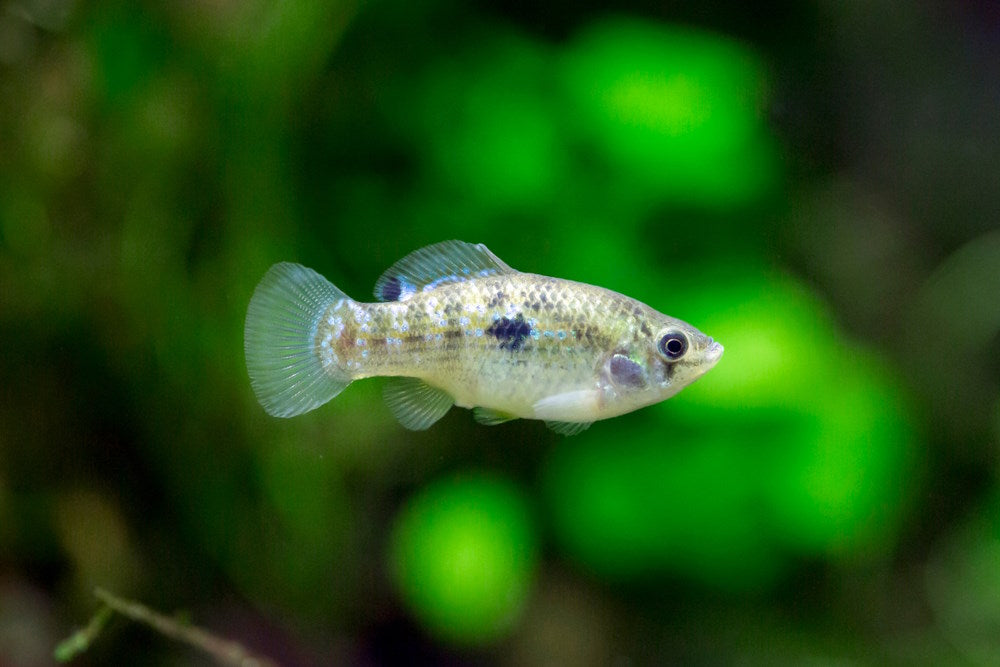 female flagfish