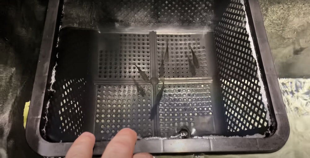 How to Make a DIY Fry Trap for Breeding and Raising Aquarium Fish