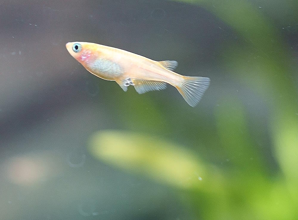 Female Medaka holding eggs