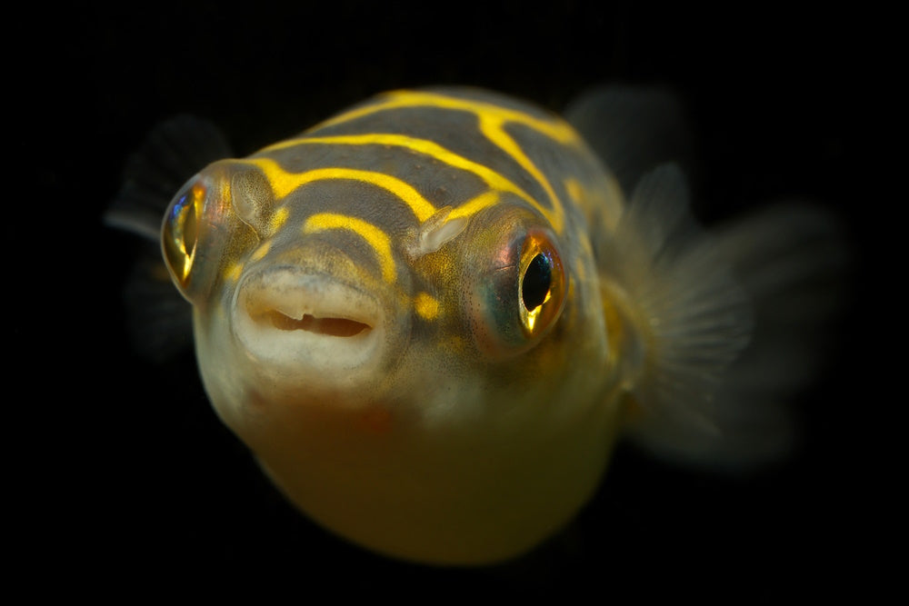 figure 8 puffer or eyespot puffer (Dichotomyctere ocellatus)