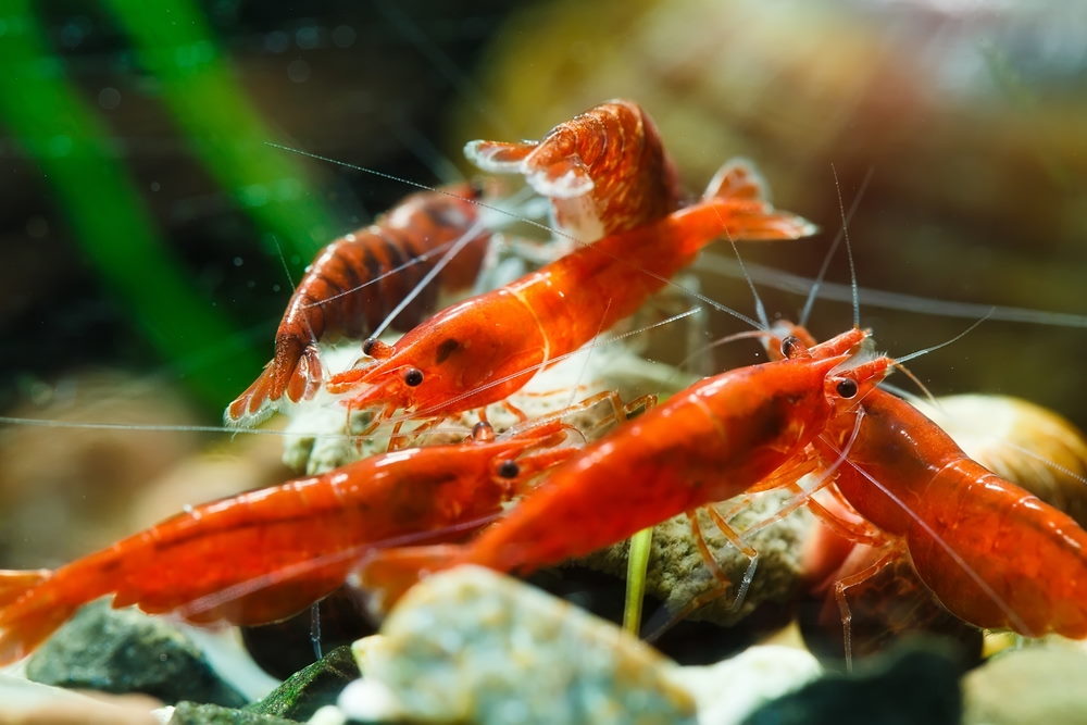 fire red cherry shrimp