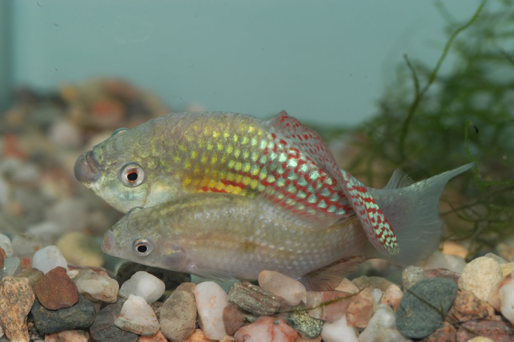 flagfish breeding