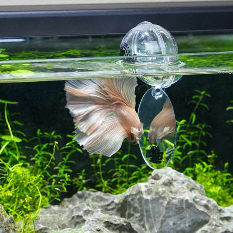 Central Pet Breeding Supplies Floating Betta Exercise Mirror
