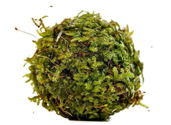 Christmas moss or Vesicularia montagnei