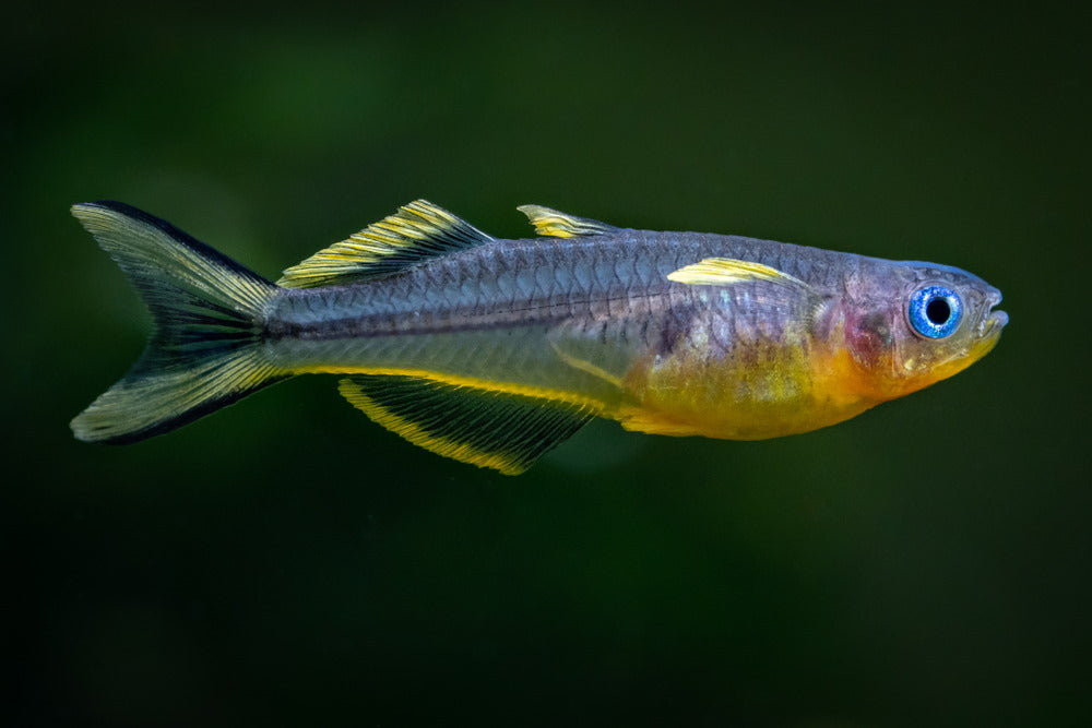 forktail or furcata rainbowfish