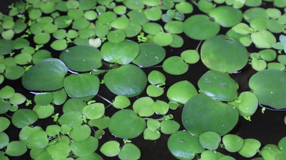 frogbit