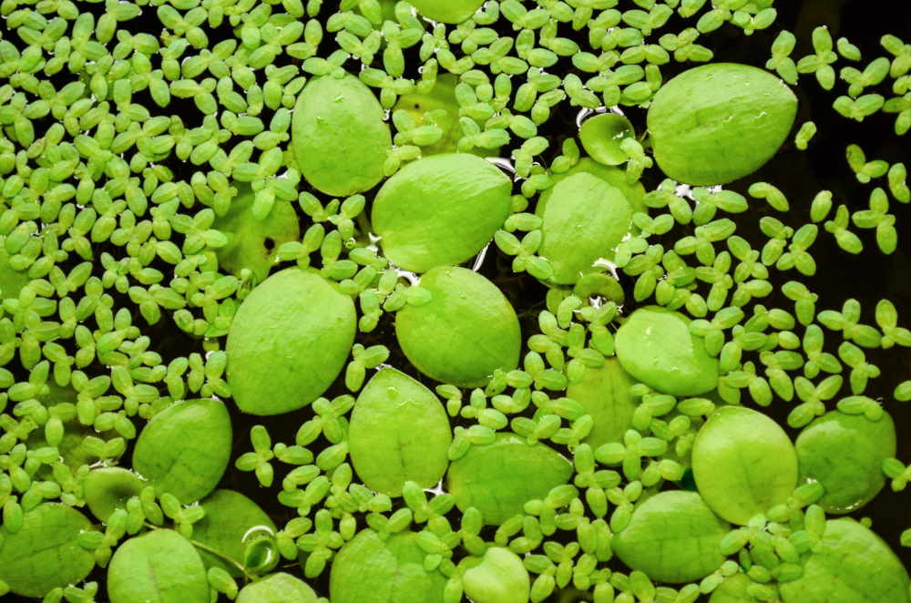 Frogbit and duckweed