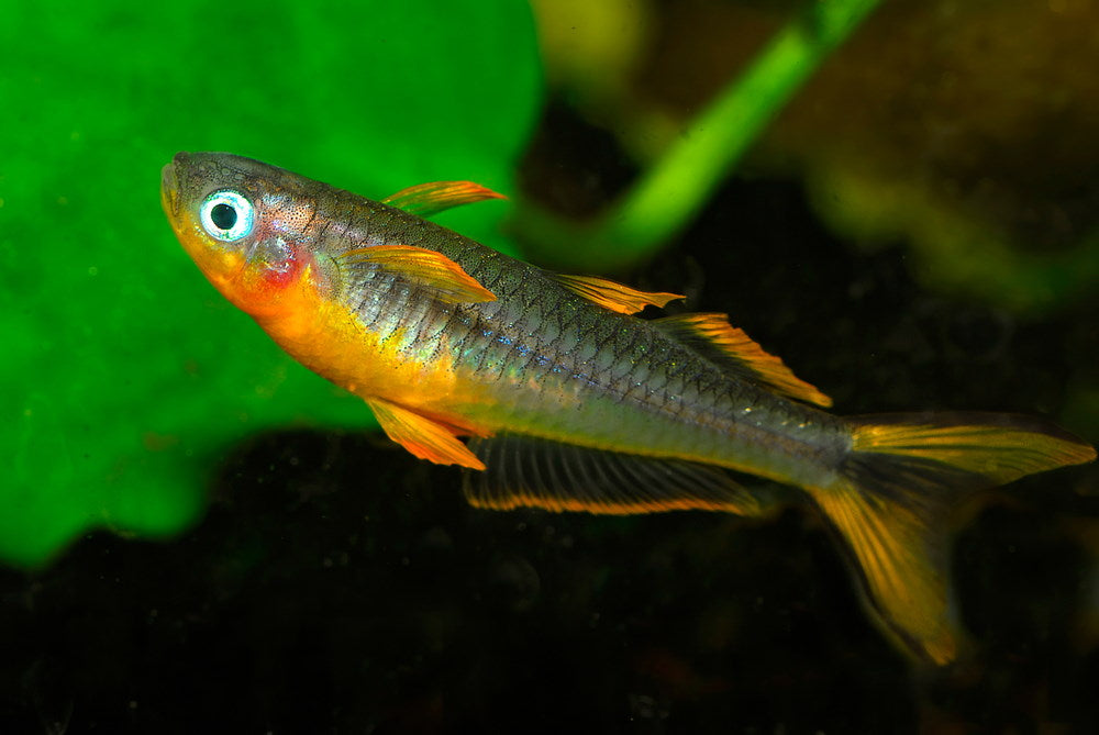 furcata or forktail blue-eye rainbowfish