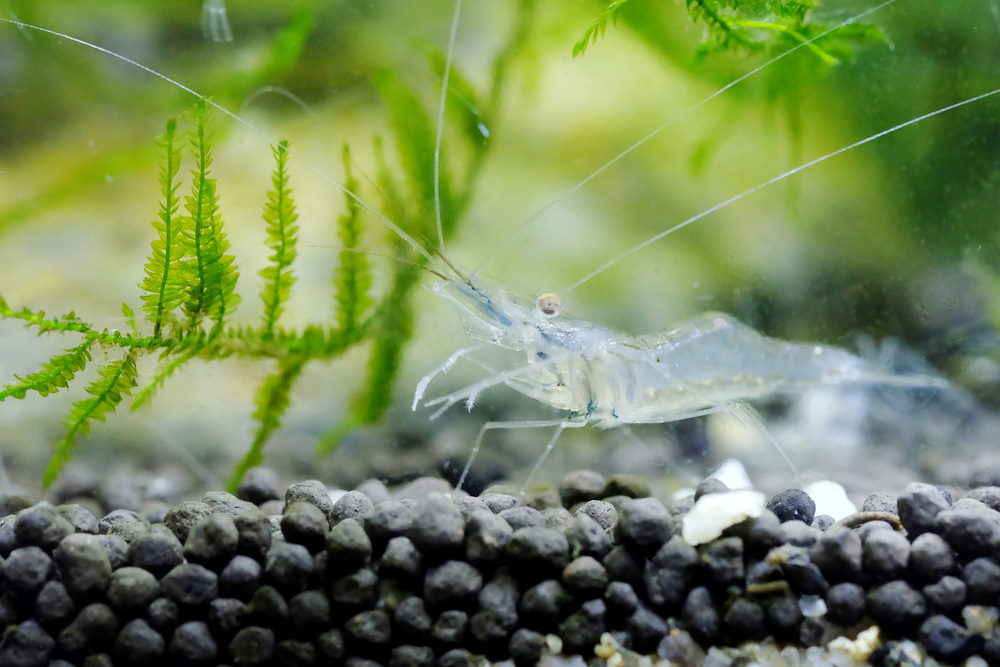 Top 5 Pet Shrimp for Freshwater Aquariums That You Need to Try