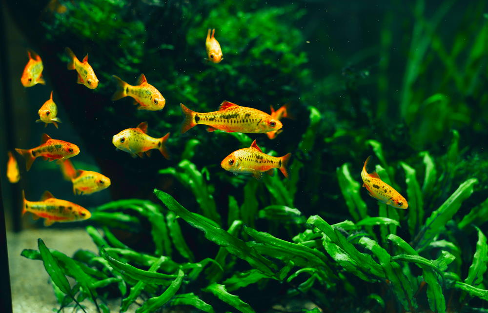 gold barbs in planted aquarium