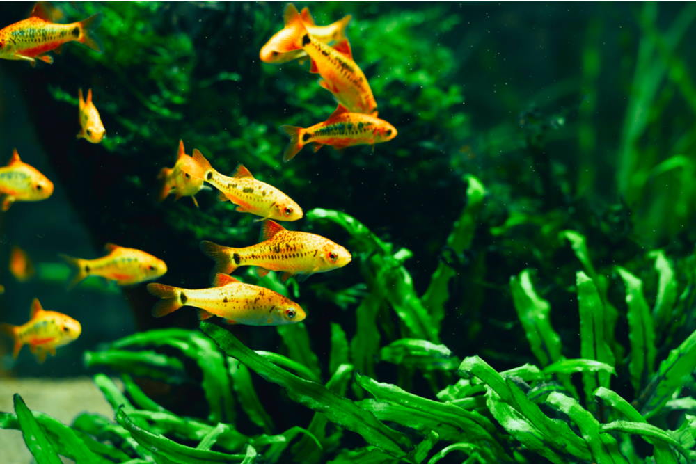How Many Fish Can I Put In A Fish Tank? | Rules For Adding More Fish –  Aquarium Co-Op