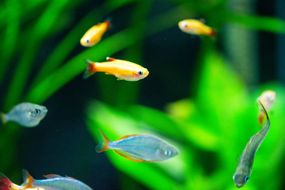 Care Guide for White Cloud Mountain Minnows – Underrated Beginner