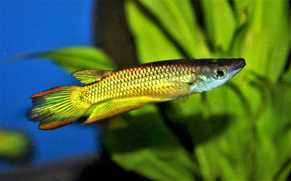 golden wonder killifish (Aplocheilus lineatus)