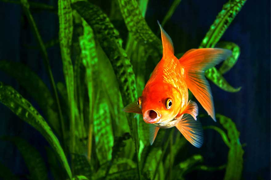 Goldfish Tank Rocks 2024