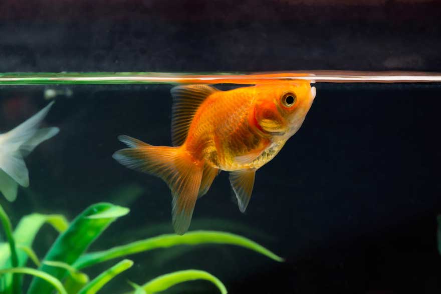 Care Guide for Fancy Goldfish – Housing, Feeding, and More