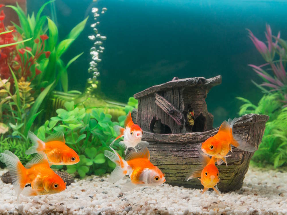 goldfish aquarium