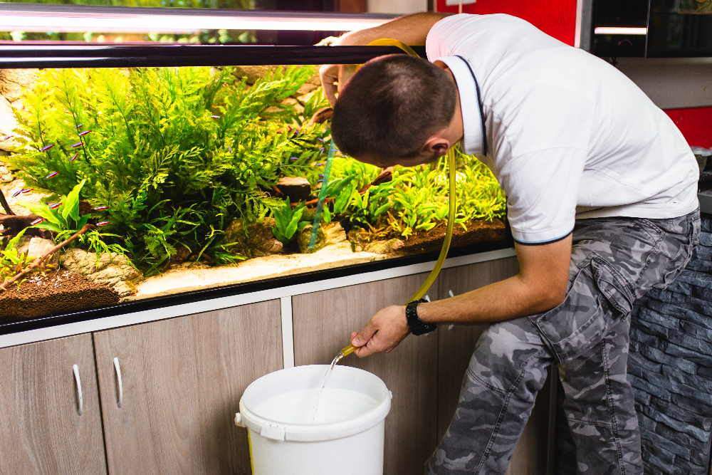 How to Properly Clean Your Aquarium  Tips for Easy Tank Maintenance –  Aquarium Co-Op