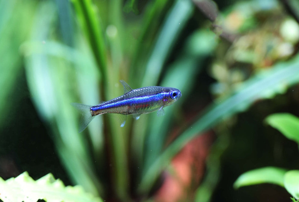 Care Guide for Green Neon Tetras — Perfect Nano Fish for Planted Tanks –  Aquarium Co-Op