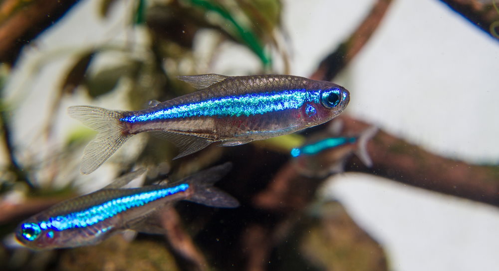 green neon tetras