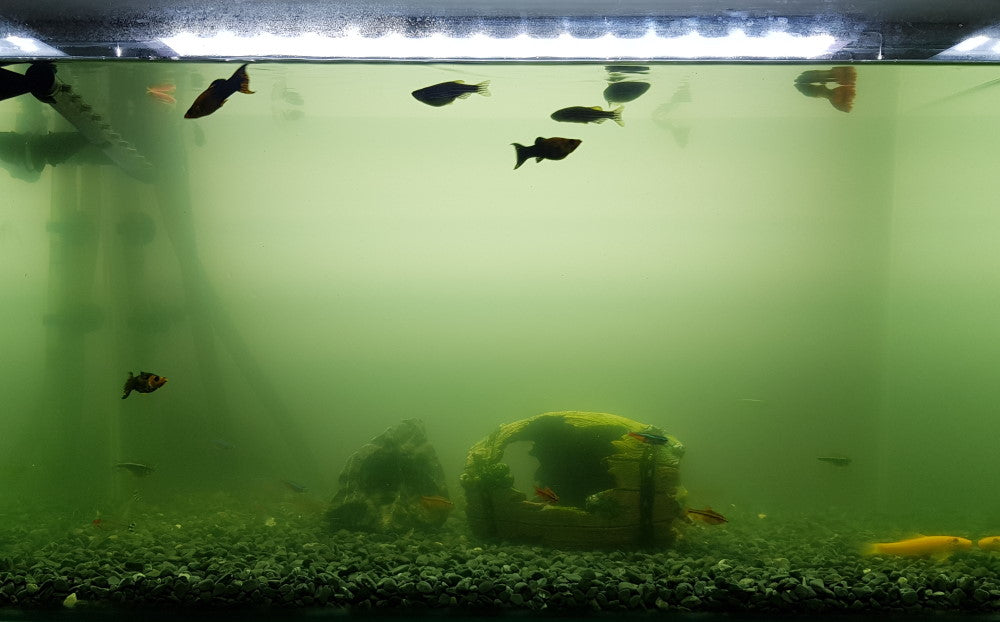 green water aquarium