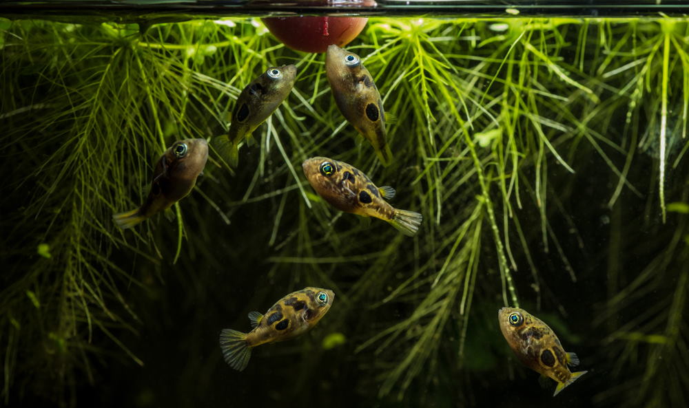 group of pea puffers