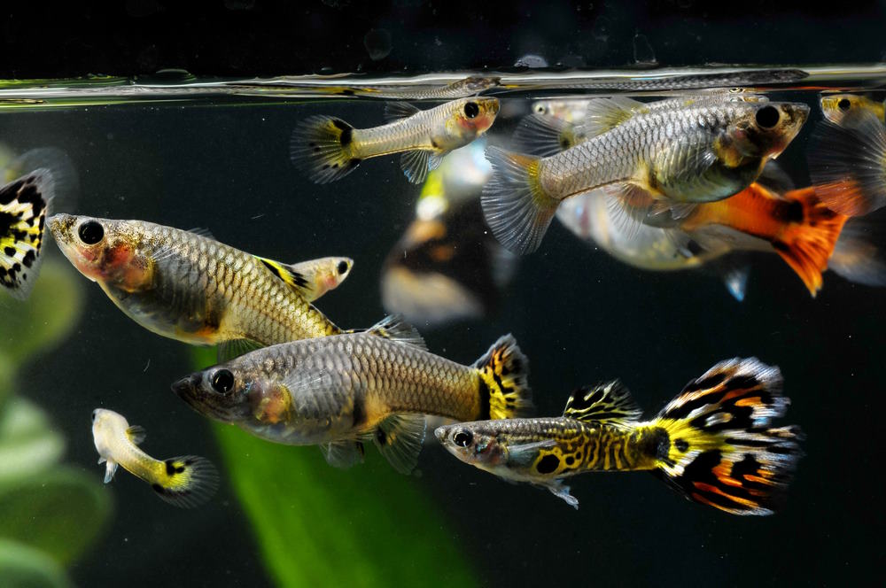 guppies - males, females, and fry