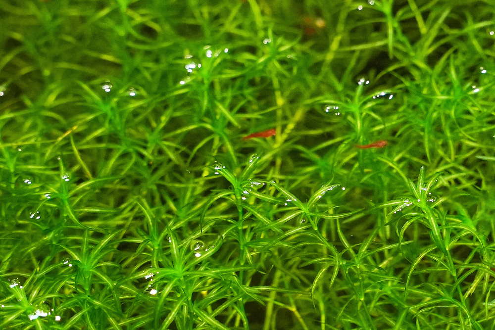 guppy grass with cherry shrimp