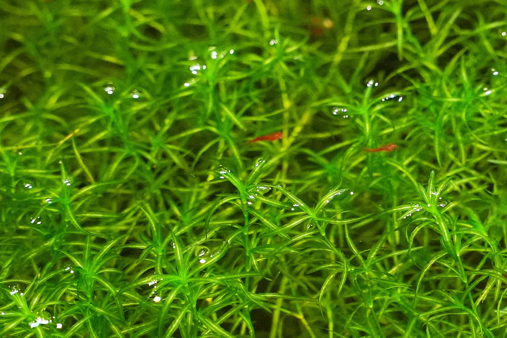 Growing Java moss (Taxiphyllum barbieri) - The Shrimp Farm