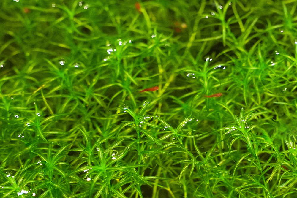 guppy grass with red cherry shrimp