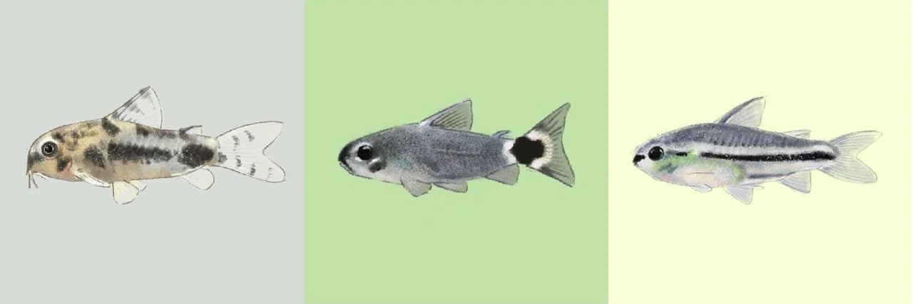 habrosus_hastatus_and_pygmy_cory