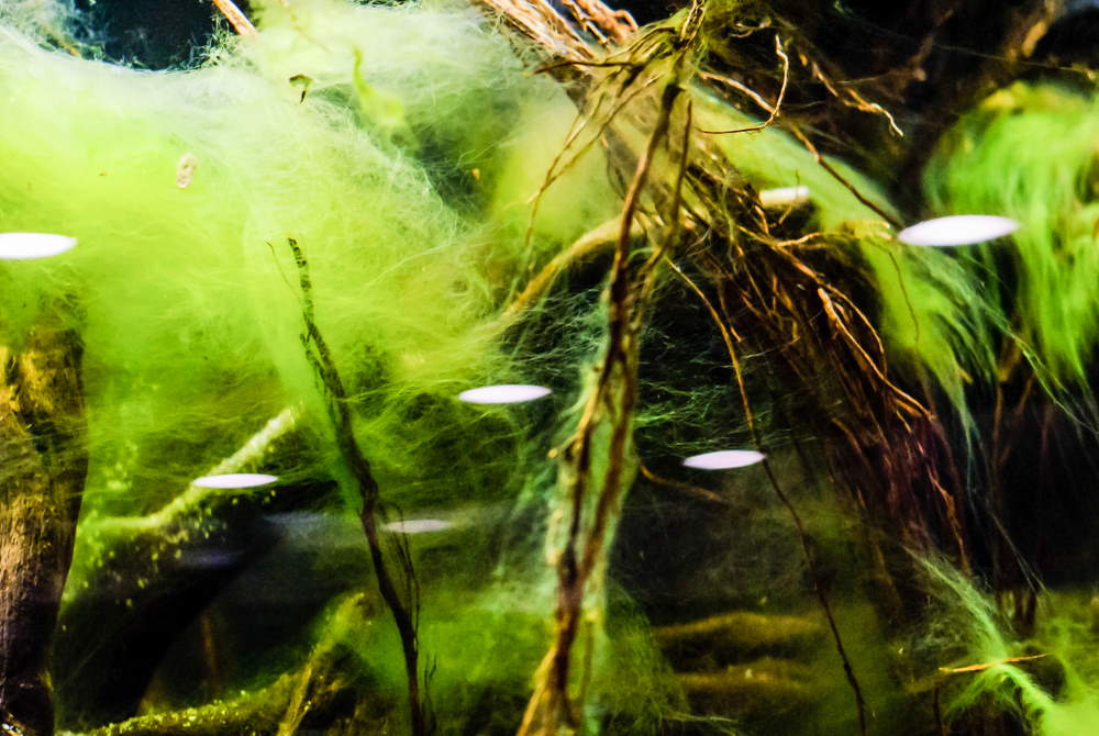 hair algae in aquarium