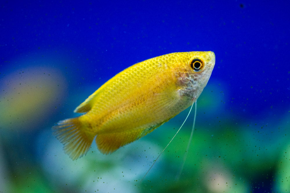 honey gourami