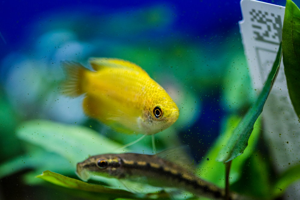 honey gourami with tank mate in planted tank