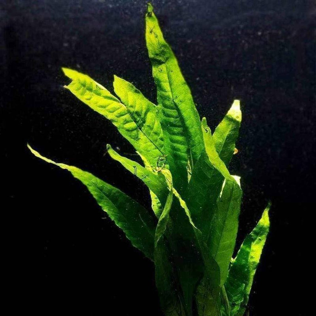 Java fern