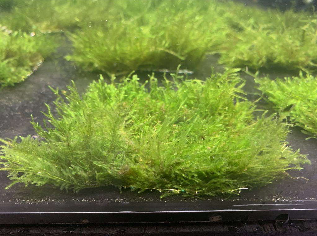 Java moss on mats