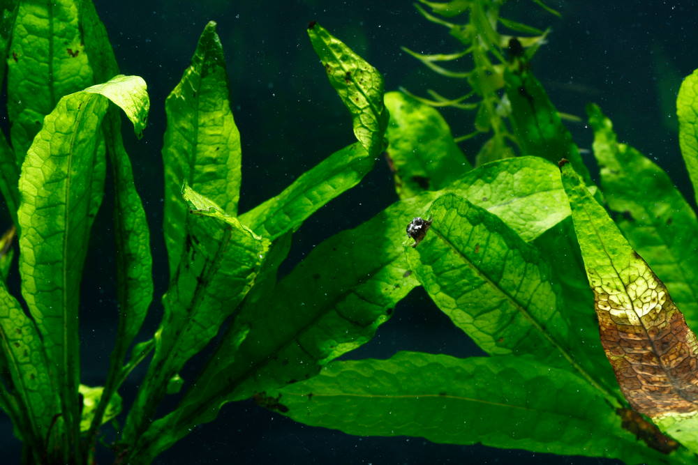 java fern