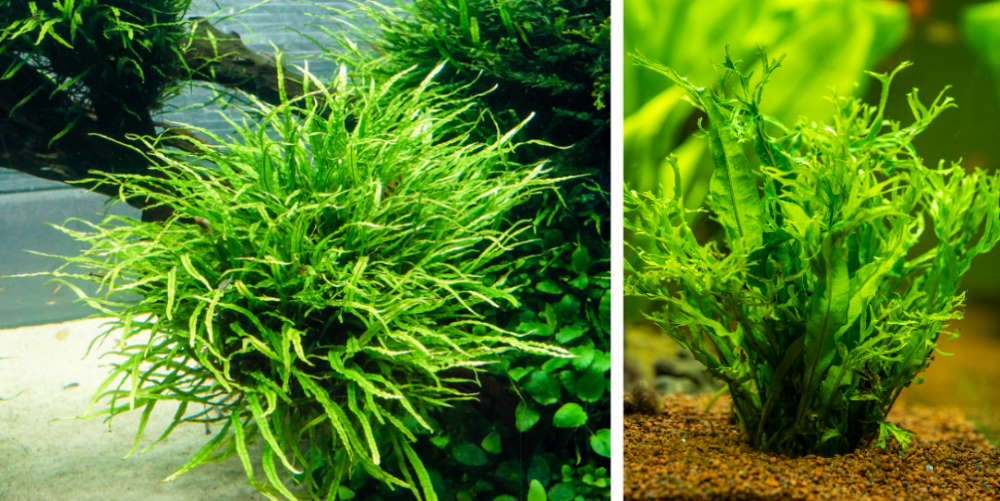 java fern and lacy java fern