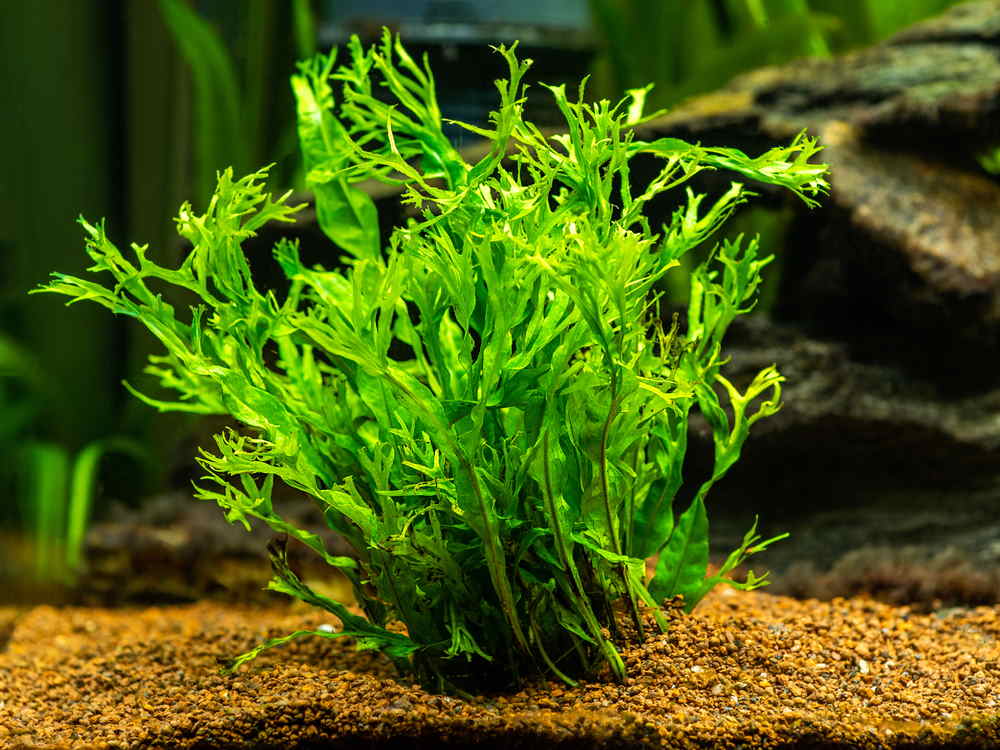 Java fern 'windelov'