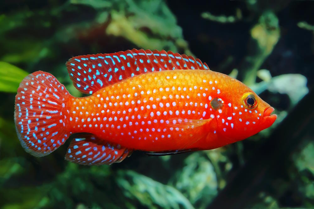 Jewel Cichlid