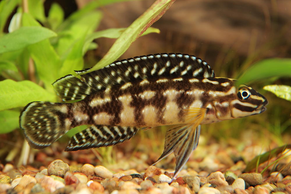 Julidochromis marlieri